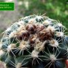 Pediocactus _despainii _SB1014 _02